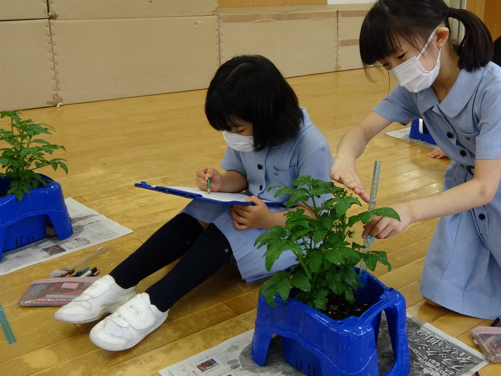 ミニトマトの花の観察 2年生 生活科 川村小学校